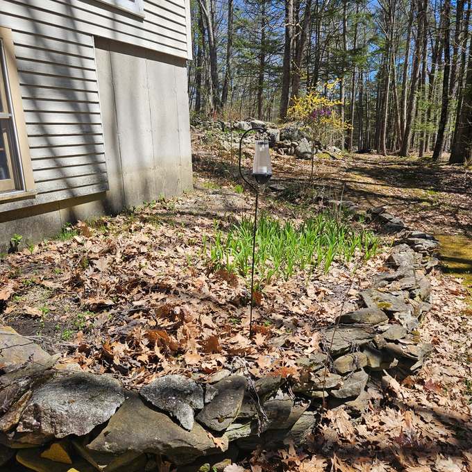 Foundation bed buried in leaves before work